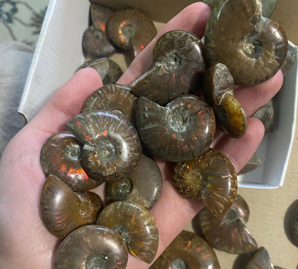 Rainbow Iridescent Fire Ammonites