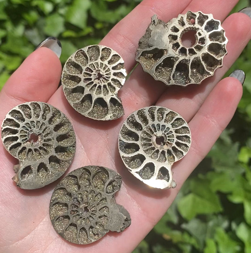 Rare Rainbow Pyritized Ammonites