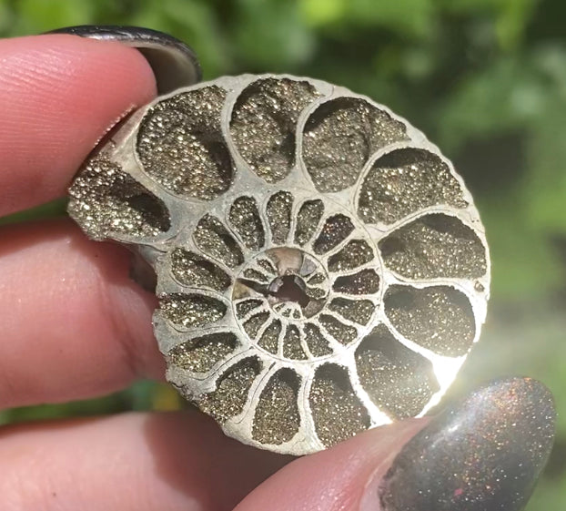 Rare Rainbow Pyritized Ammonites