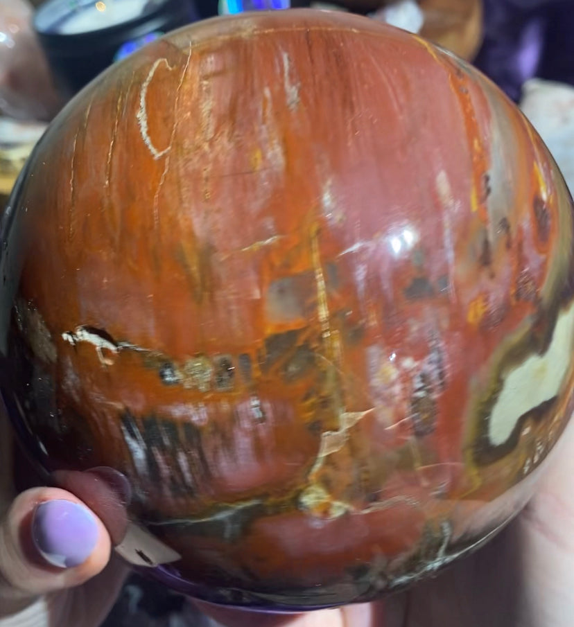 6.5lb Druzy Petrified Wood Sphere