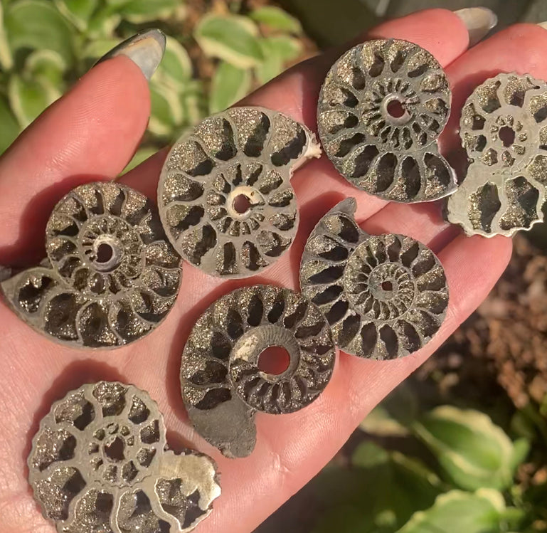 Rare Pyritized Ammonites