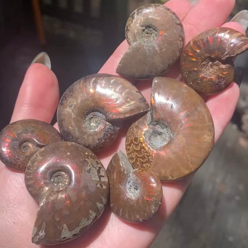 Rainbow Iridescent Fire Ammonites