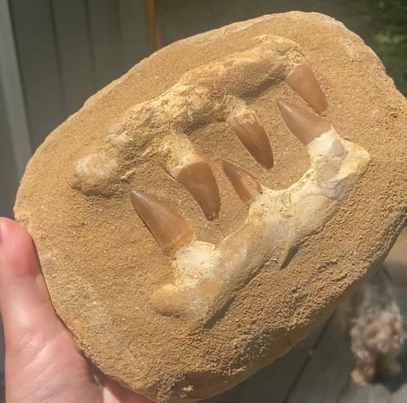 Mosasaur Fossils