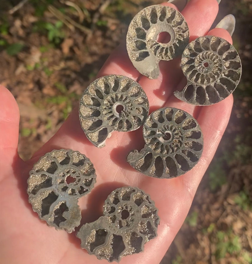 Rare Pyritized Ammoniteso