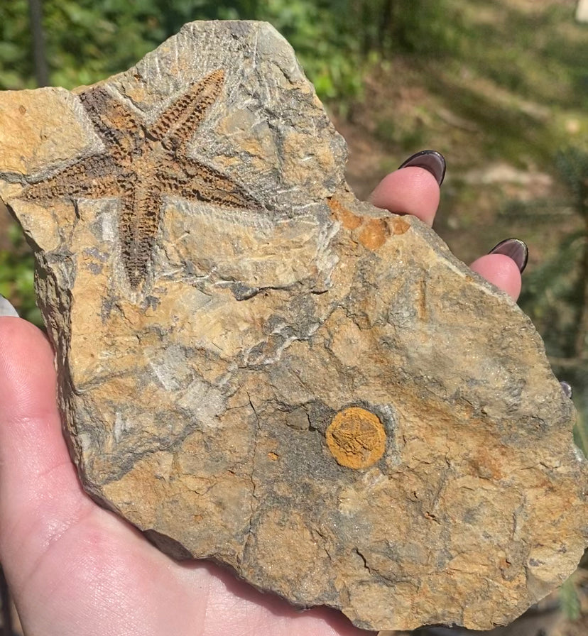 Fossilized Starfish